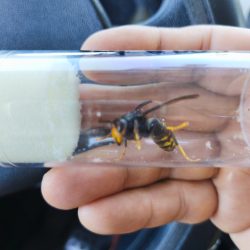 Vespa Velutina Telemetrie Schulung | 1-Tages Intensivkurs Nestsuche